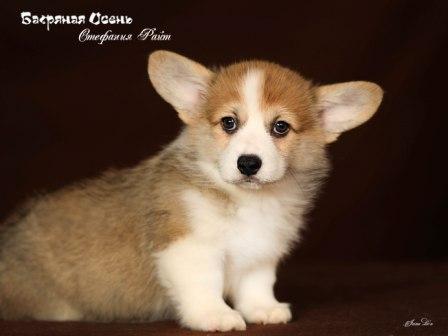 Щенки Вельш Корги Пемброк 2023 года помета С-23 2.