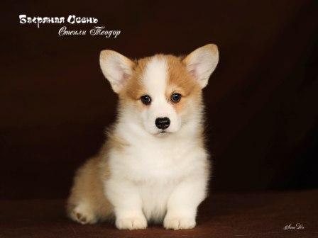 Щенки Вельш Корги Пемброк 2023 года помета С-23 4.