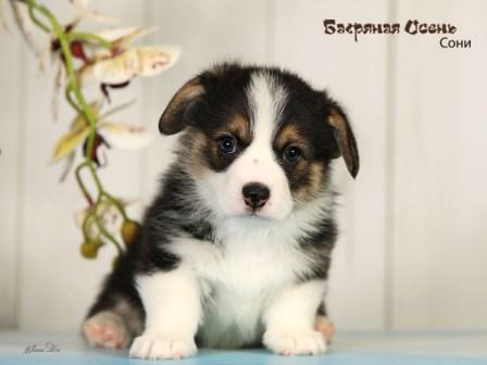 Щенки Вельш Корги Пемброк помета 2024 года литер С-1