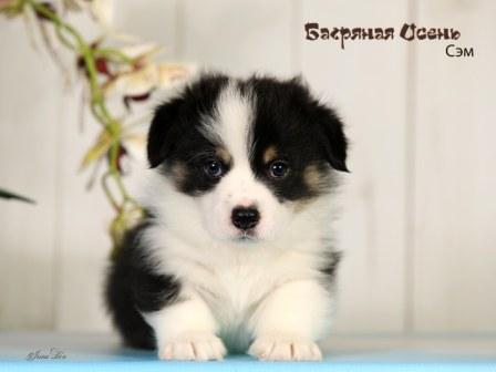 Щенки Вельш Корги Пемброк помета 2024 года литер С-2