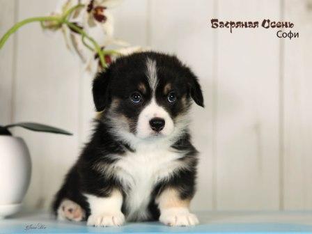 Щенки Вельш Корги Пемброк помета 2024 года литер С-3
