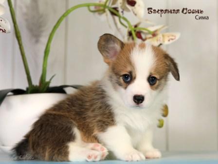 Щенки Вельш Корги Пемброк помета 2024 года литер С-4