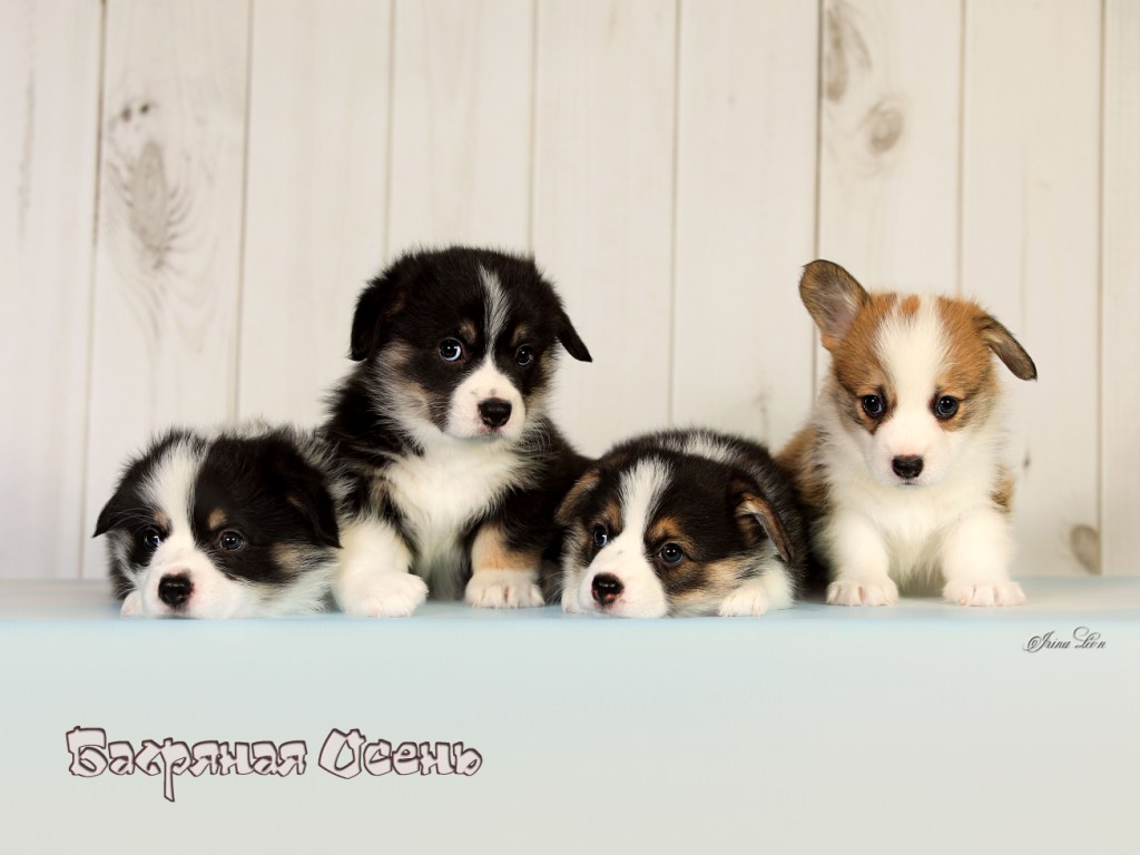 Презентация щенков Вельш Корги Пемброк помета литер С 2024 года