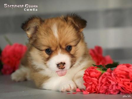 Щенки Вельш Корги Пемброк помета 2025 года литер С - Симба