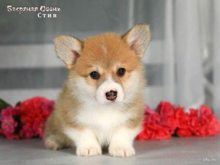 Щенки Вельш Корги Пемброк помета 2025 года литер С - Стив