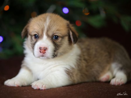 Щенки Вельш Корги  Пемброк помета Ч - 1. Багряная осень.