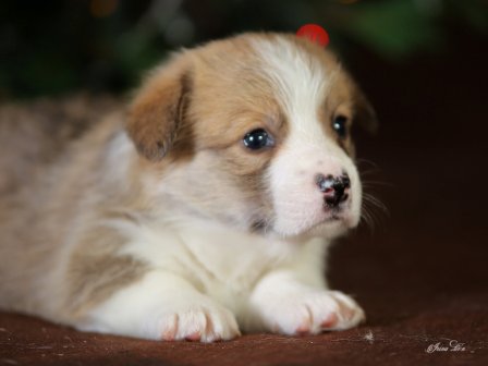 Щенки Вельш Корги  Пемброк помета Ч - 3. Багряная осень.