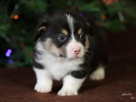 Щенки Вельш Корги  Пемброк помета Ч - 4. Багряная осень.