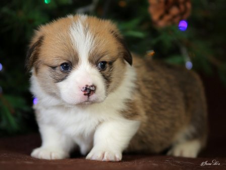 Щенки Вельш Корги  Пемброк помета Ч - 5. Багряная осень.