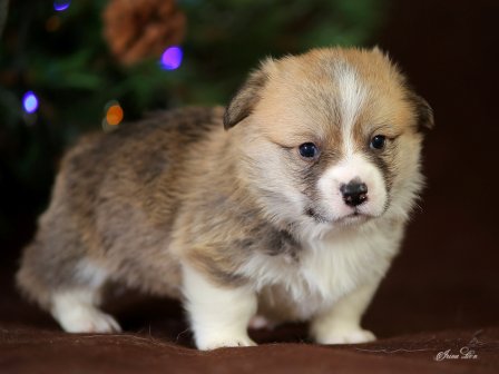 Щенки Вельш Корги  Пемброк помета Ч - 6. Багряная осень.