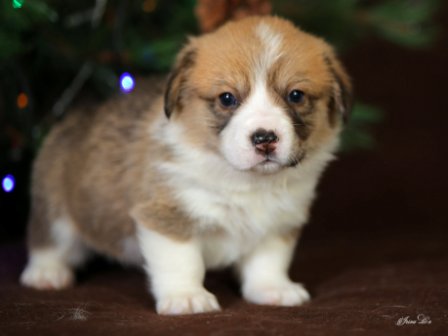 Щенки Вельш Корги  Пемброк помета Ч - 7. Багряная осень.