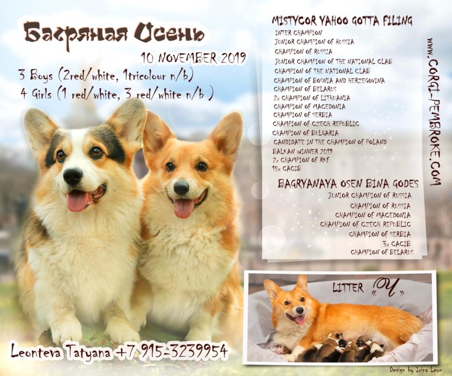 Презентация помета Ч Вельш Корги Пемброк.  