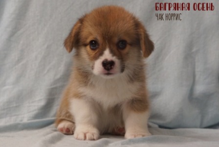 Щенки Вельш Корги Пемброк помета Ч-1 2021 года.