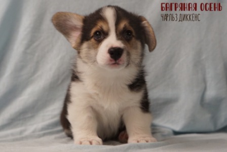 Щенки Вельш Корги Пемброк помета Ч-2 2021 года.