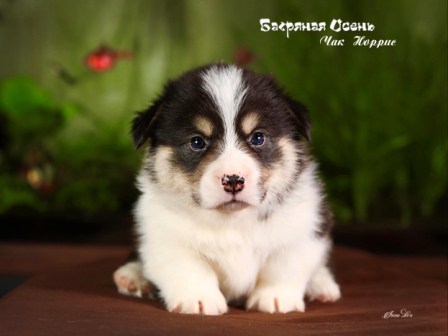 Купить щенка Вельш Корги Пемброк помета Ч-1 2022 года