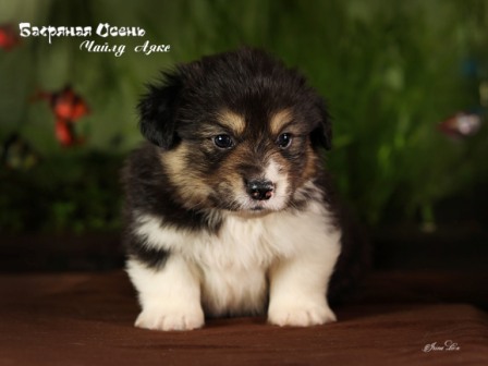 Купить щенка Вельш Корги Пемброк помета Ч-3 2022 года