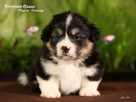 Купить щенка Вельш Корги Пемброк помета Ч-4 2022 года