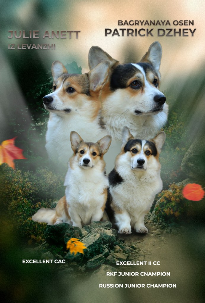 Презентация помета Вельш Корги Пемброк литер Ч 2022 года