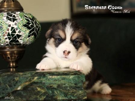 Щенки Вельш Корги Пемброк помета 2023 года литер Ч-1