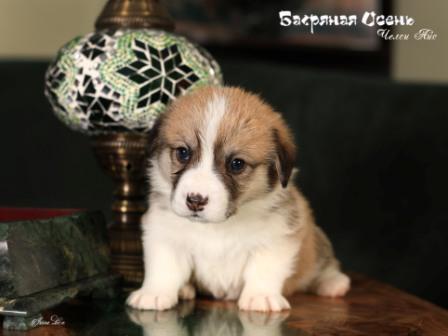 Щенки Вельш Корги Пемброк помета 2023 года литер Ч-4