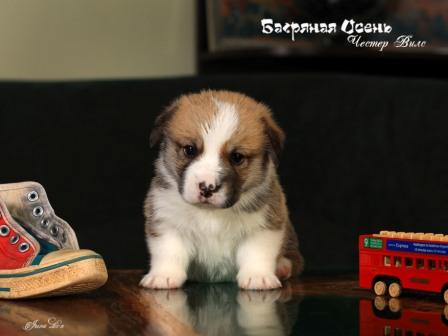 Щенки Вельш Корги Пемброк помета 2023 года литер Ч-5