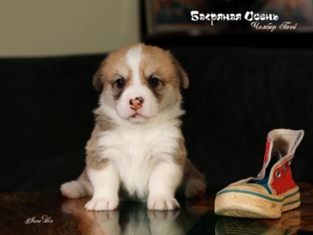 Щенки Вельш Корги Пемброк помета 2023 года литер Ч-6