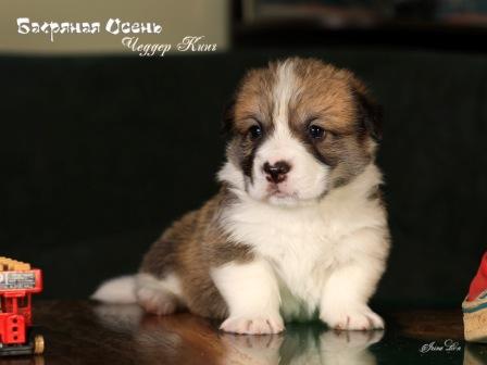 Щенки Вельш Корги Пемброк помета 2023 года литер Ч-7