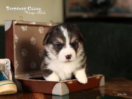 Щенки Вельш Корги Пемброк помета 2023 года литер Ч-8