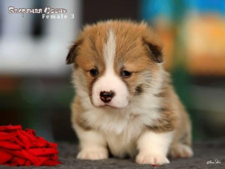 Щенки Вельш Корги Пемброк помета 2025 года литер Ч - 1