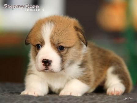 Щенки Вельш Корги Пемброк помета 2025 года литер Ч - 2