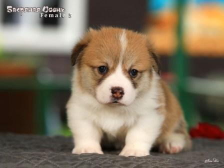 Щенки Вельш Корги Пемброк помета 2025 года литер Ч - 3