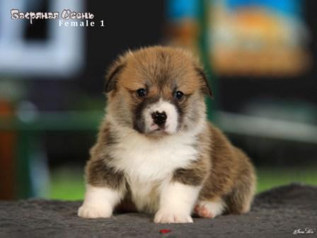 Щенки Вельш Корги Пемброк помета 2025 года литер Ч - 4