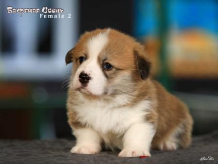 Щенки Вельш Корги Пемброк помета 2025 года литер Ч - 5