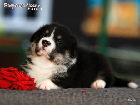 Щенки Вельш Корги Пемброк помета 2025 года литер Ч - 6