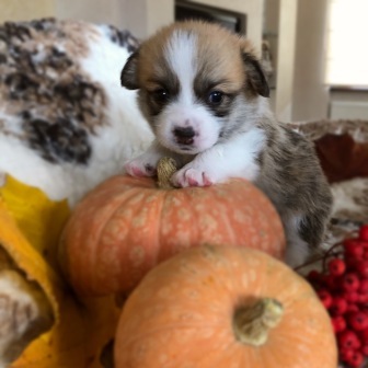 Питомник Багряная осень. Щенки Вель Корги Пемброк - 2.