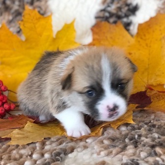 Питомник Багряная осень. Щенки Вельш Корги Пемброк - 1.