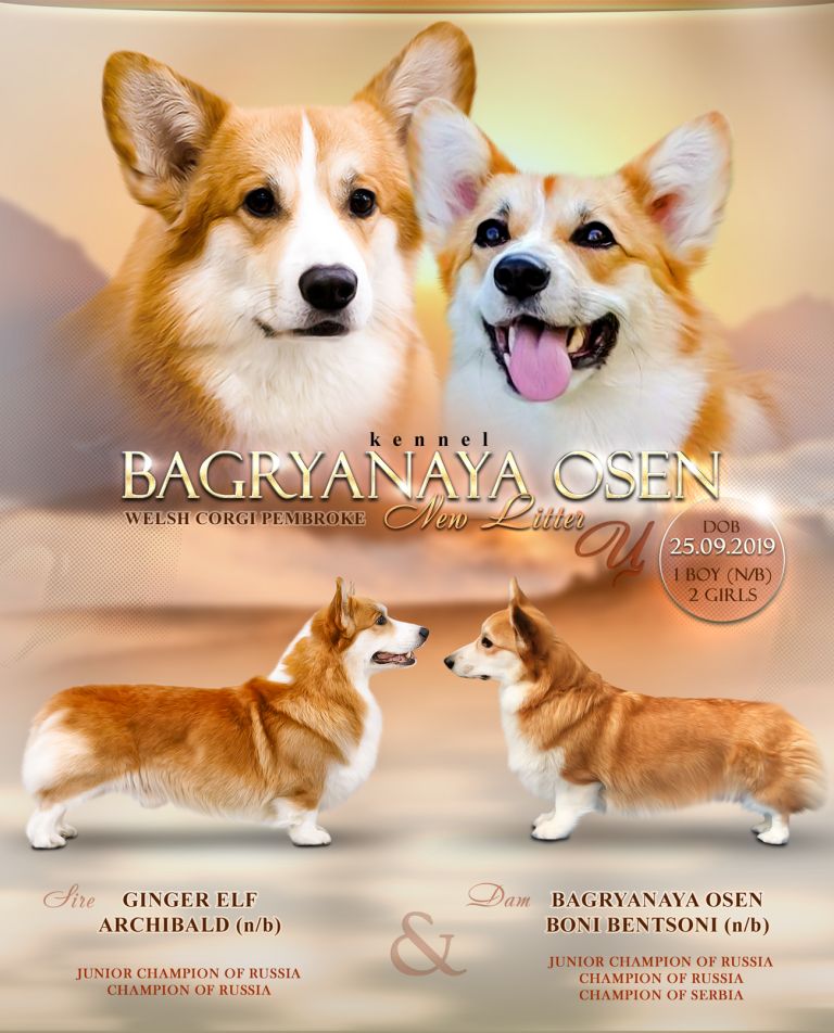 Щенки Вельш Корги Пемброк. Питомник Багряная осень.
