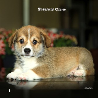 Щенки Вельш Корги Пемброк помета Ц 21-1. Багряная осень.