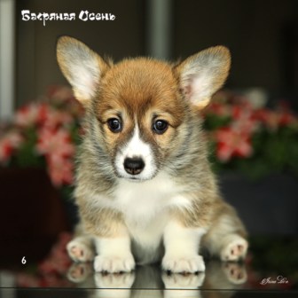 Щенки Вельш Корги Пемброк помета Ц 21-2. Багряная осень.