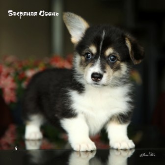 Щенки Вельш Корги Пемброк помета Ц 21-3. Багряная осень.