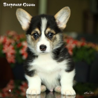 Щенки Вельш Корги Пемброк помета Ц 21-4. Багряная осень.