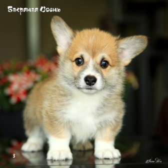 Щенки Вельш Корги Пемброк помета Ц 21-5. Багряная осень.