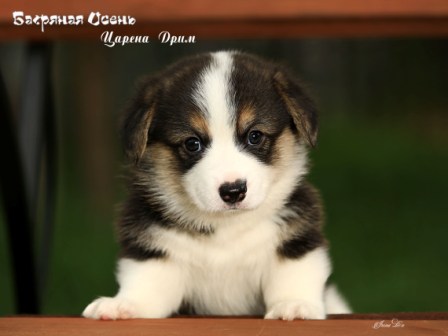 Щенки Вельш Корги Пемброк литер Ц-1 2022 года