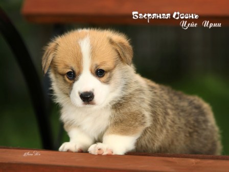 Щенки Вельш Корги Пемброк литер Ц-3 2022 года