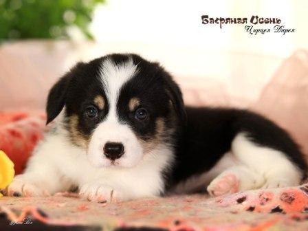 Щенки Вельш Корги Пемброк помета 2023 года литер Ц-3 с купированными хвостиками