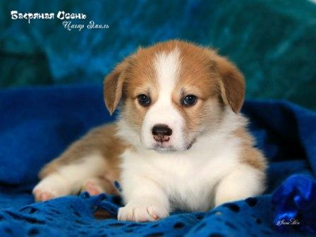 Щенки Вельш Корги Пемброк помета 2023 года литер Ц-4 с купированными хвостиками