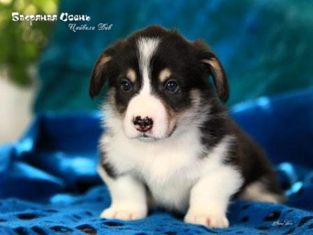 Щенки Вельш Корги Пемброк помета 2023 года литер Ц-5 с купированными хвостиками