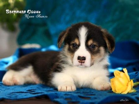 Щенки Вельш Корги Пемброк помета 2023 года литер Ц-6 с купированными хвостиками