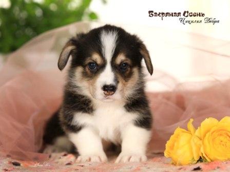 Щенки Вельш Корги Пемброк помета 2023 года литер Ц-8 с купированными хвостиками