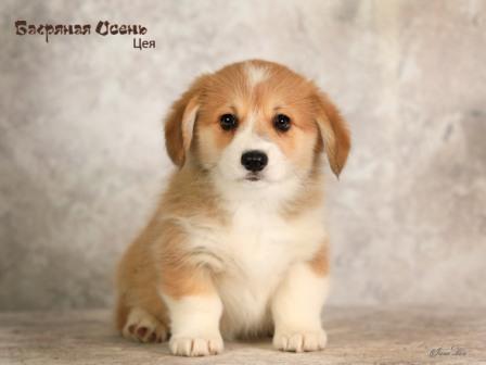 Щенки Вельш Корги Пемброк помета 2024 года литер Ц-2